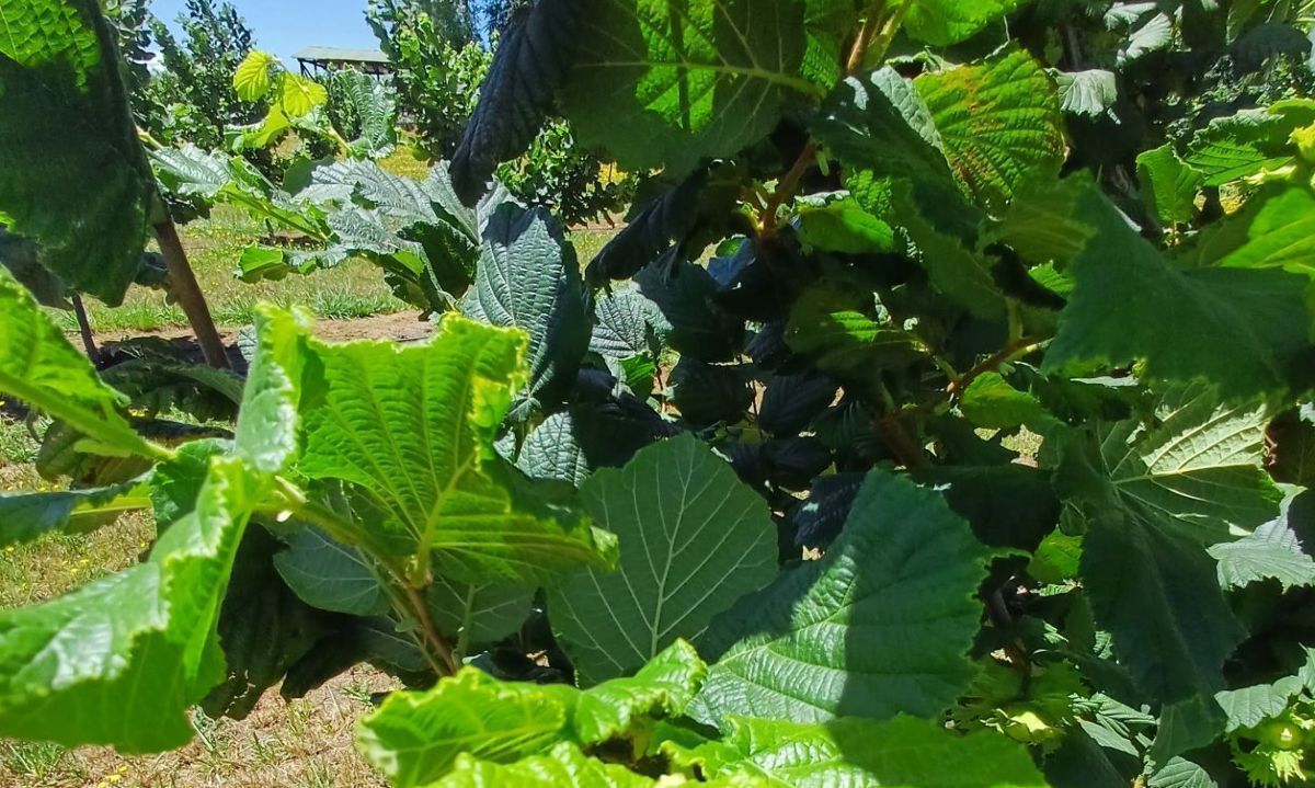 ¿Las plantas frutales requieren de un riego de 100% ETc durante toda la temporada?
