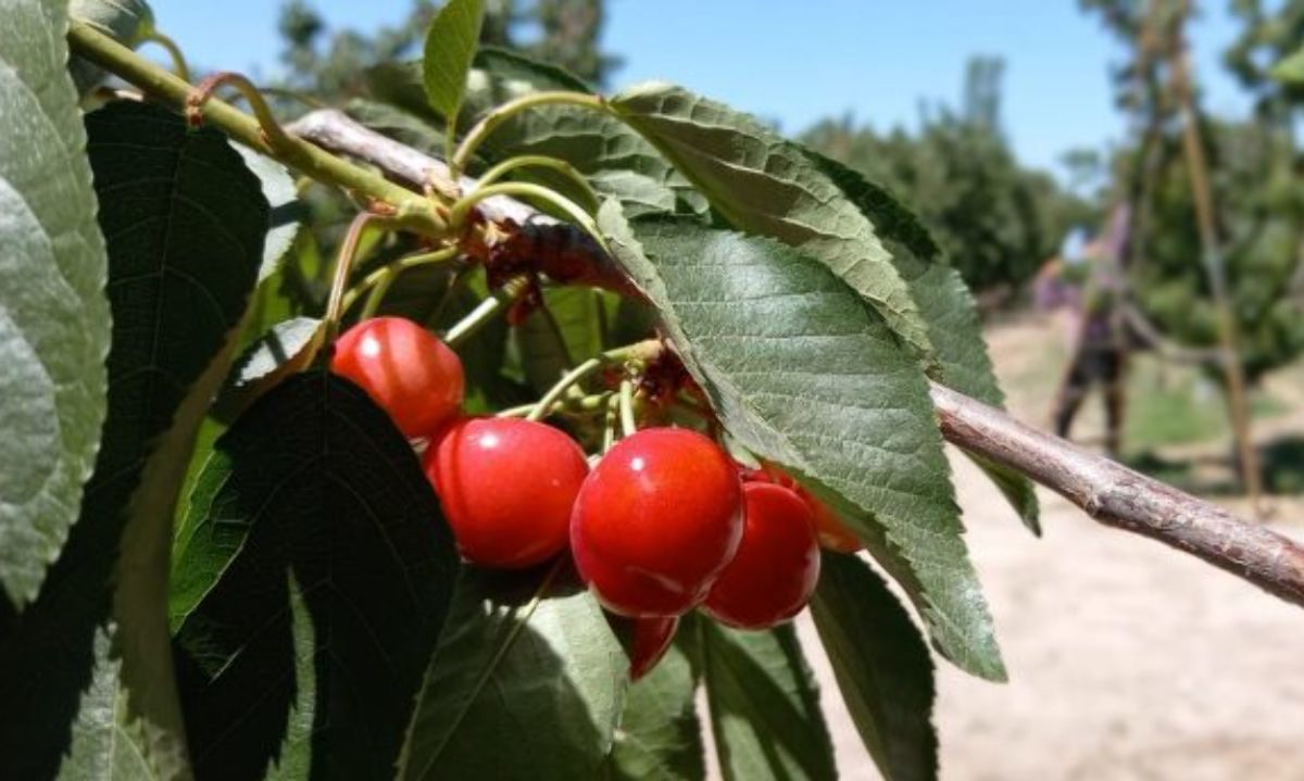 Mendoza: Delsantek, Agricheck y Lucas Ferrada expondrán en seminario cerecero 