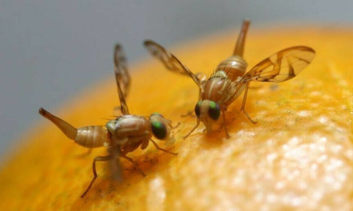 Informan de brote de Mosca de la Fruta en Los Andes y San Esteban