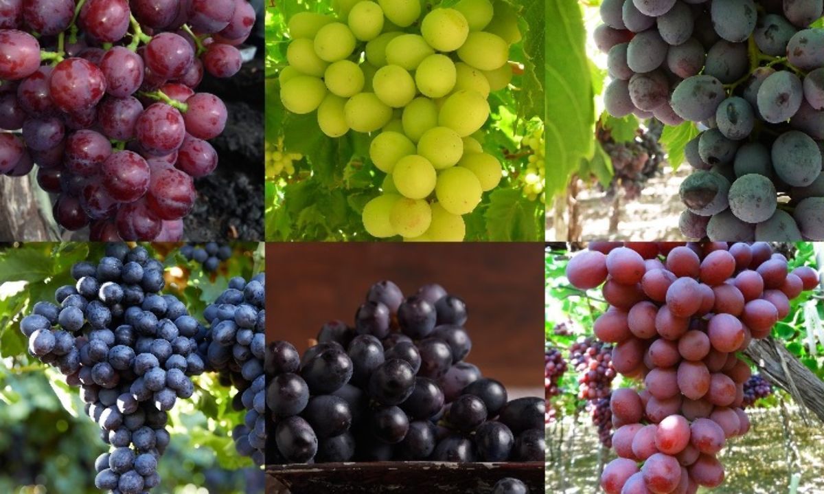 Últimos 20 años: Volumen de uva de mesa creció un 65% y la demanda un 13%