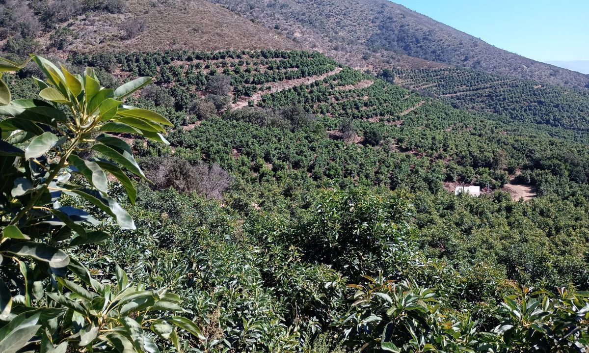 En pleno proceso de riego, nutrición y bioestimulación en paltos