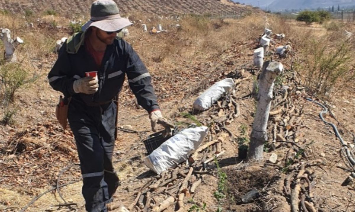 Alcances y potencial de los sistemas agroforestales regenerativos 