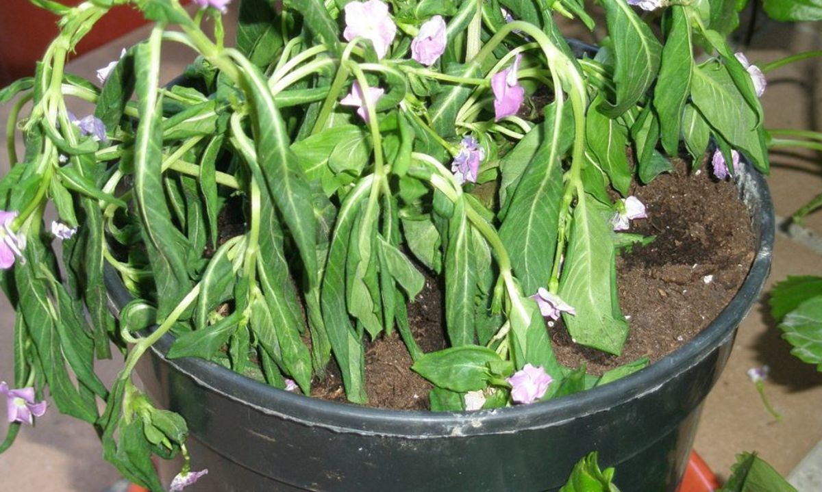 Cómo revivir una planta seca y cuáles son los cuidados