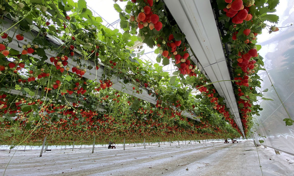 Cultivo hidropónico de frutillas se convierte en un método revolucionario