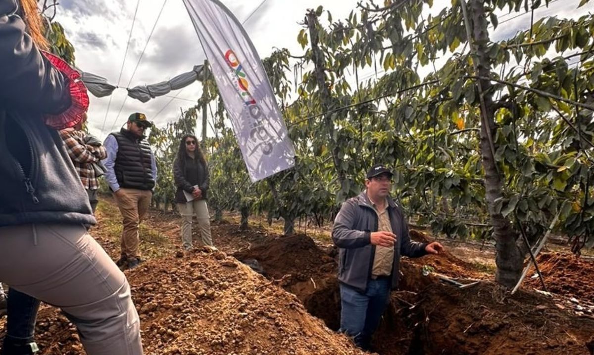 Cerezos: Preparación de la dormancia y manejos 