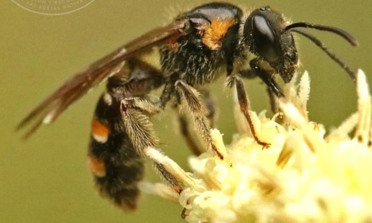 Corynura cristata, la abeja de las bajas temperaturas 