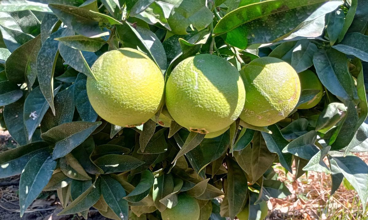 La bioestimulación en las naranjas de la VI Región 