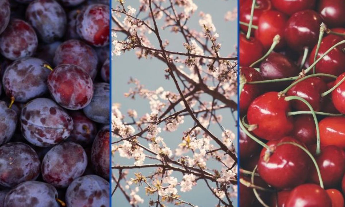 Cerezas y ciruelas frescas las reinas de las exportaciones a China