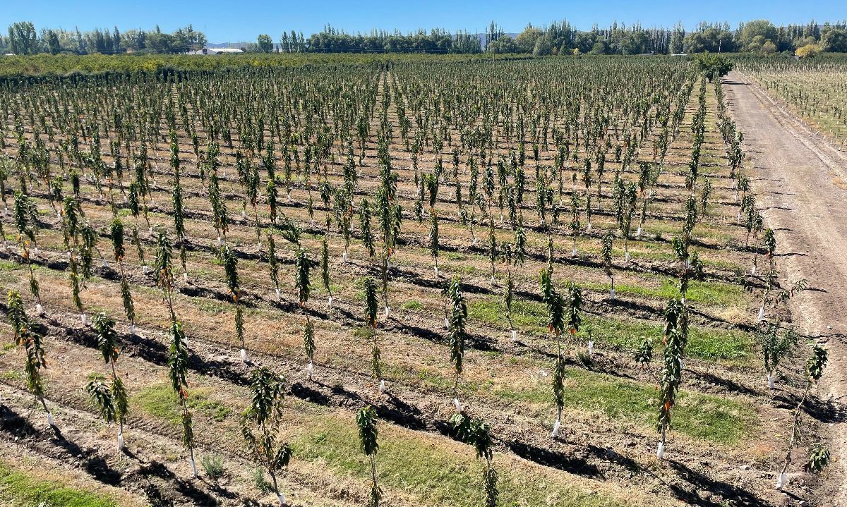 Chile comparte experiencias en cerezas primores en Mendoza