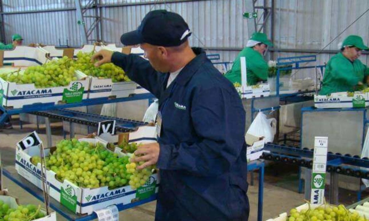 Más de 8 millones de cajas de uva de mesa producidas en Atacama fueron certificadas