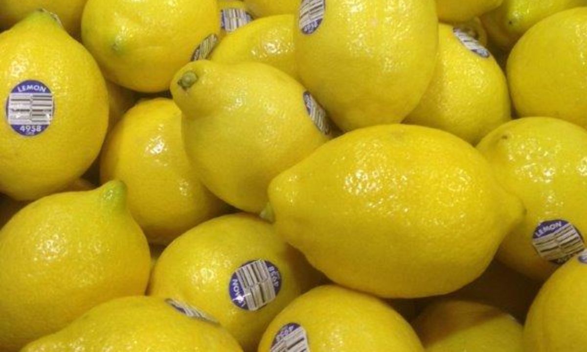 Producción de limones en California bajaría dando más oportunidades a Chile