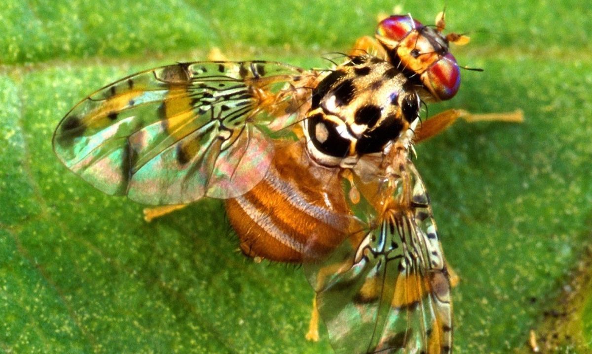 Cómo es la mosca de la fruta y cómo puedes colaborar a erradicarla