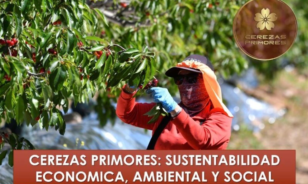 Conoce el programa III Seminario Cerezas Primores 2024