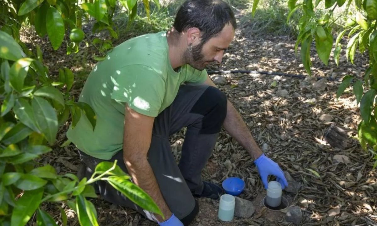 Uso de hongos podría controlar la mosca de la fruta