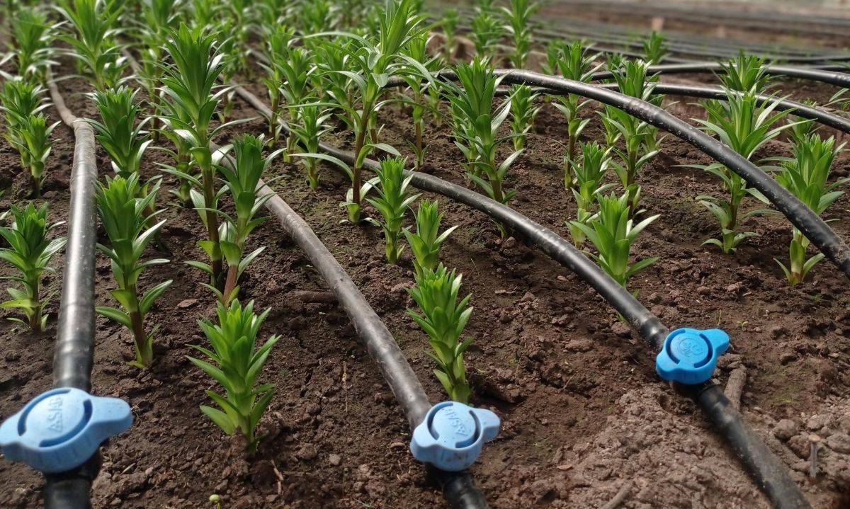 Tecnología de riego para la gestión hídrica en pequeña y mediana agricultura