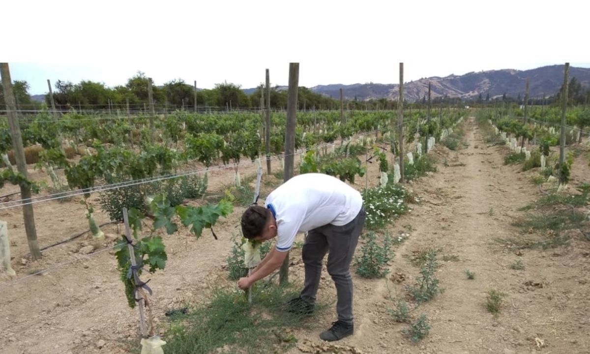 Experiencias de agroecología con gestión hídrica en secano