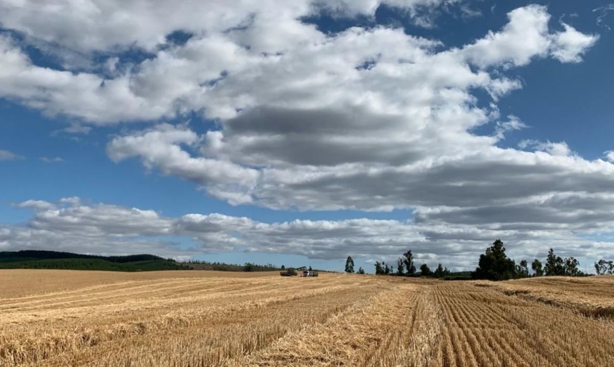 Acuerdo evaluará impacto de práctica de agricultura regenerativa en cereales