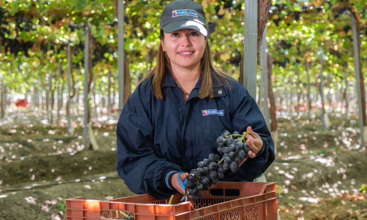 Chile supera a Perú en exportaciones de uva a Japón