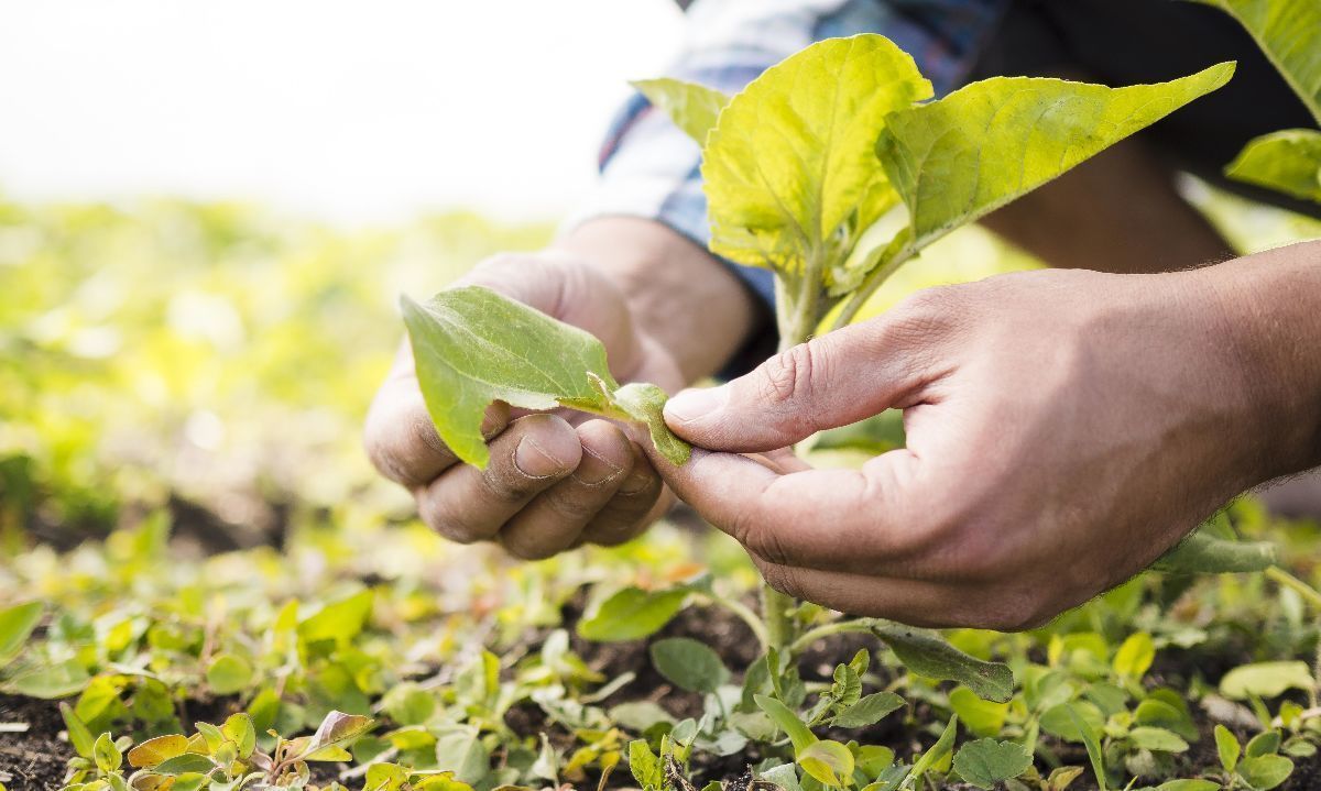 SAG: Insumos eliminados para uso en agricultura orgánica