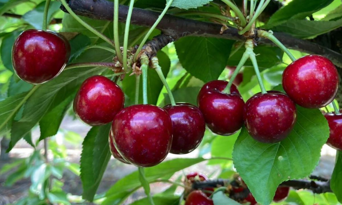 Cerezas: Nuevas variedades tempranas son la matriz del crecimiento en los próximos 4 años