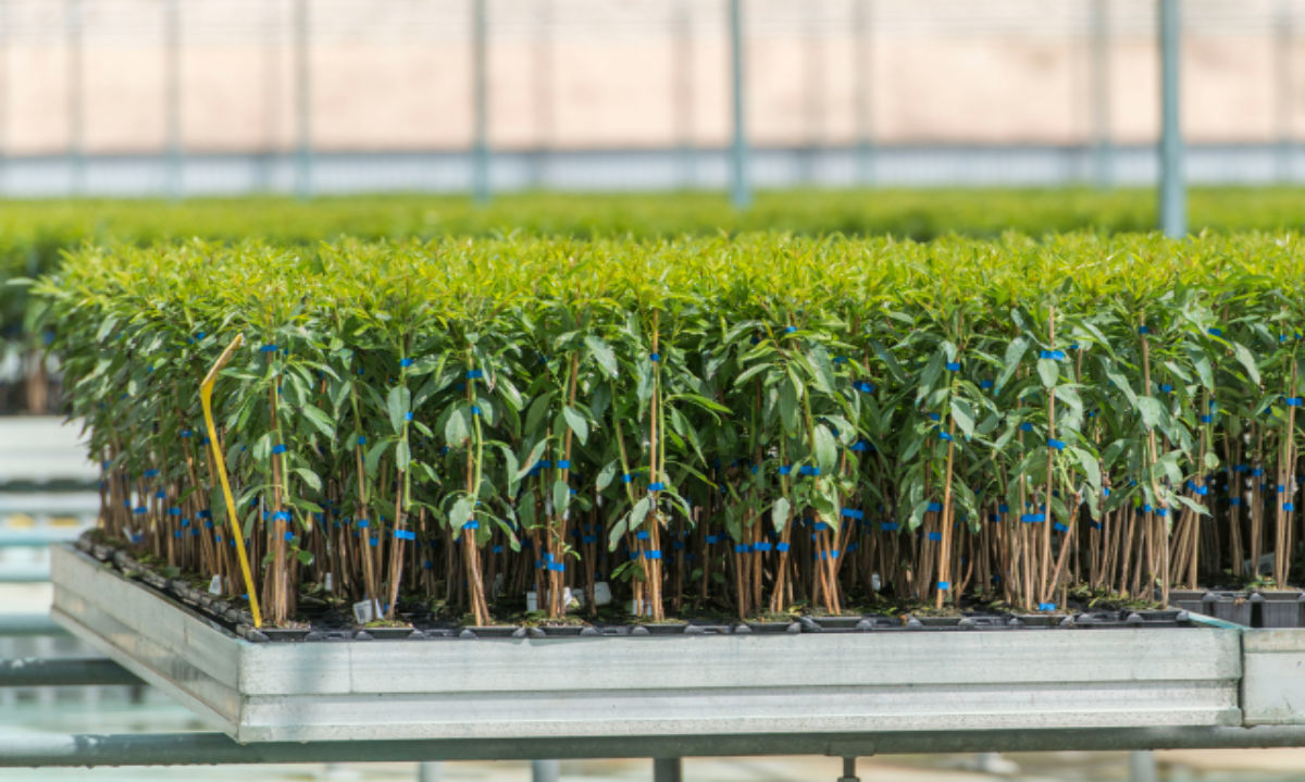 Agromillora Sur una de las primeras agrícolas en implementar Ley de 40 horas