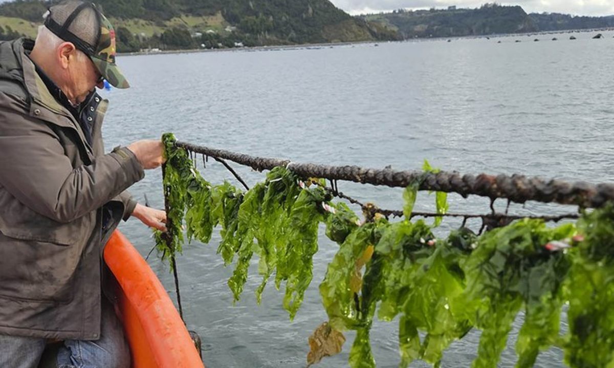 Patagonia Biotecnología y Martínez y Valdivieso acuerdan distribución de FERTUM®