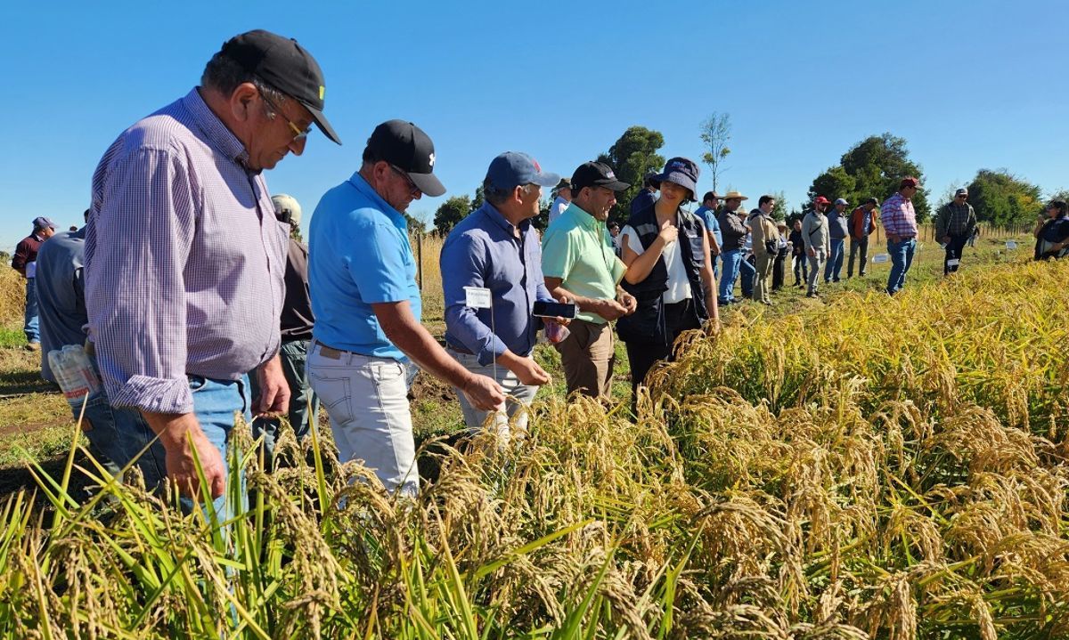 Impulsan riego en cultivos de arroz para reemplazar sistema de inundación