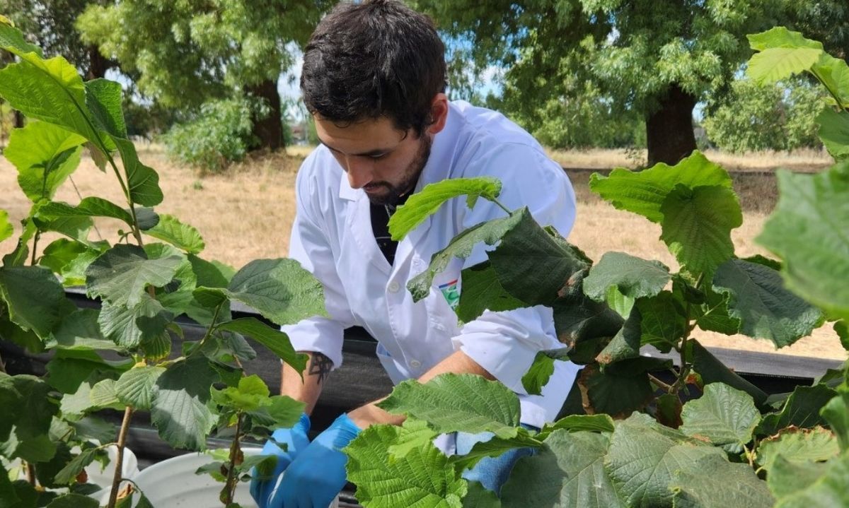 Curso on line: Biocontrol de plagas y enfermedades en avellano europeo