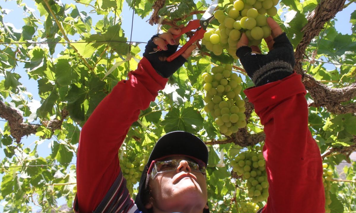 Copiapó: En Unifrutti estará nueva instalación fitosanitaria para exportación de uvas de mesa