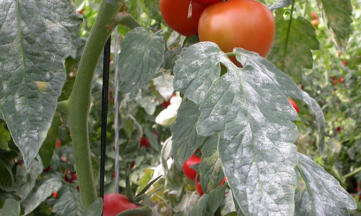 ¿Cómo atacar el oídio del tomate?