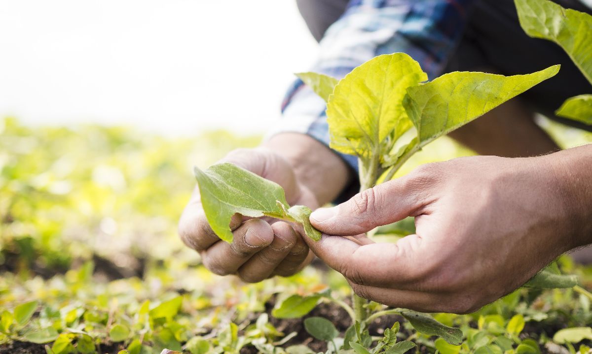 Sabías que solo del 1 a 5% es hierro disponible para las plantas 