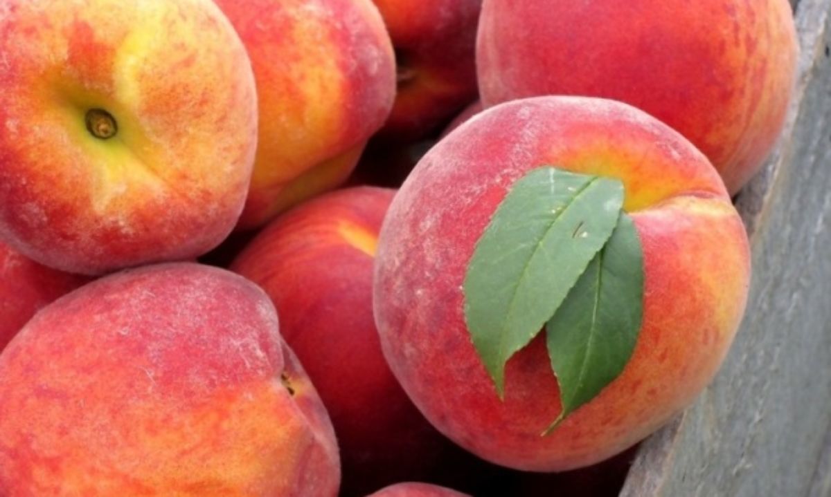 Manzanas y carozos: Productores y exportadores plantean a diputados apurar reapertura del mercado peruano 
