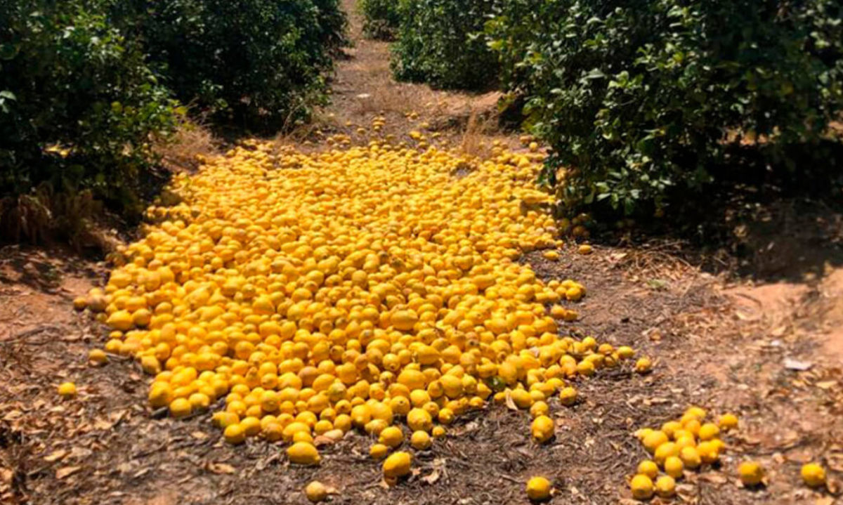 400 millones de kilos de limones españoles sin recoger