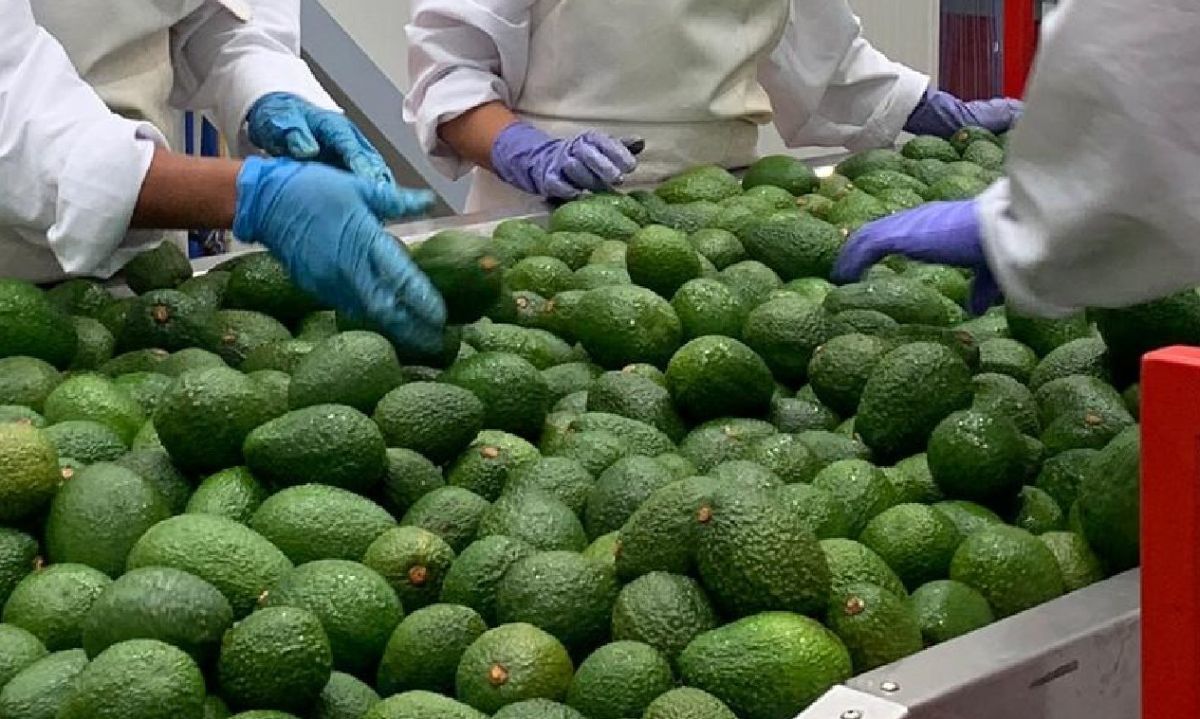 Informe de Christian Aid: revela un pronóstico preocupante para la palta