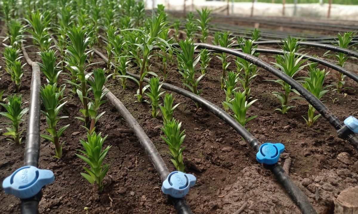 Día de Campo: Tecnificación en riego, operación y mantención
