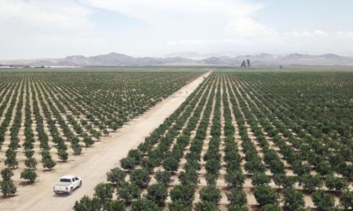 Vanguard amplía sus superficies de uva de mesa en Perú