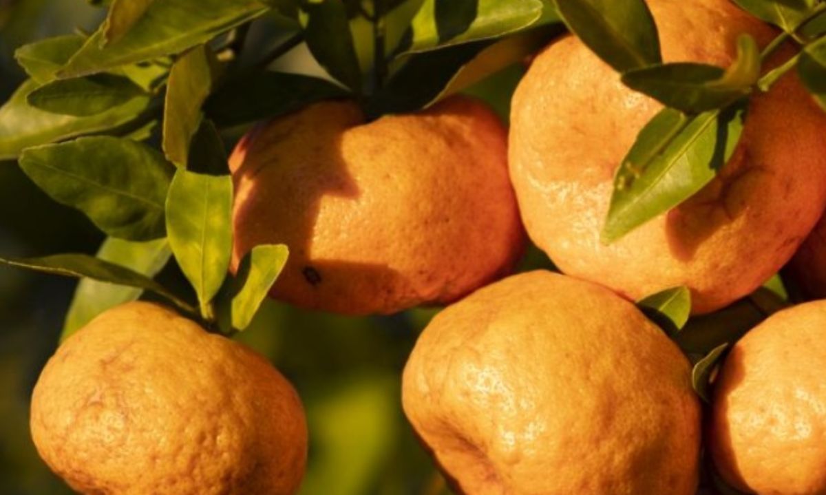 Estrés por sequía en árboles frutales y su manejo