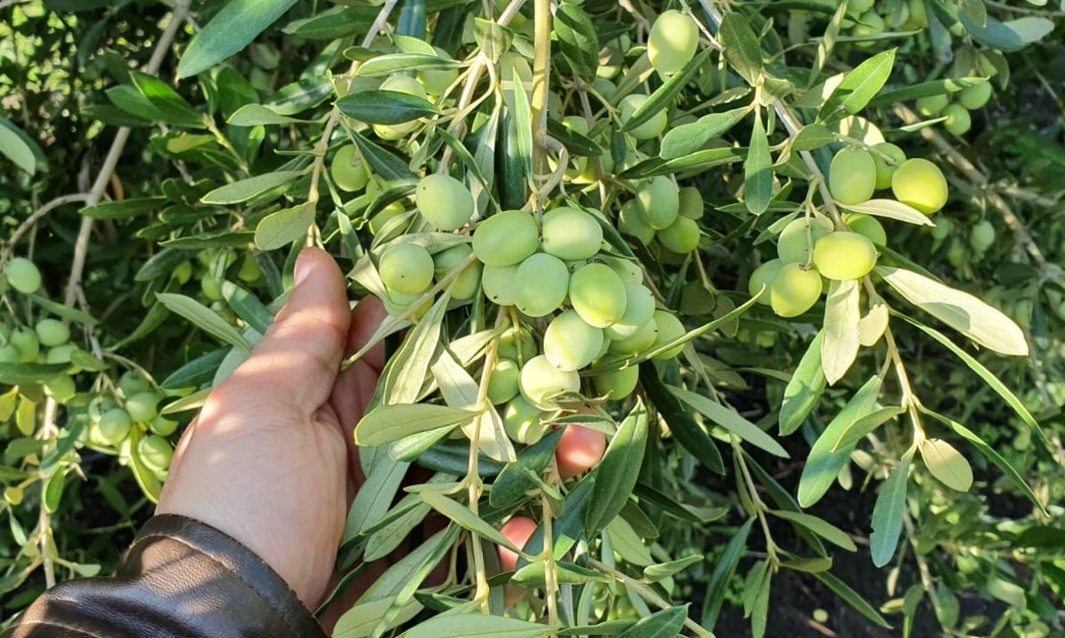 Producción de aceite de oliva: retos actuales y perspectivas futuras