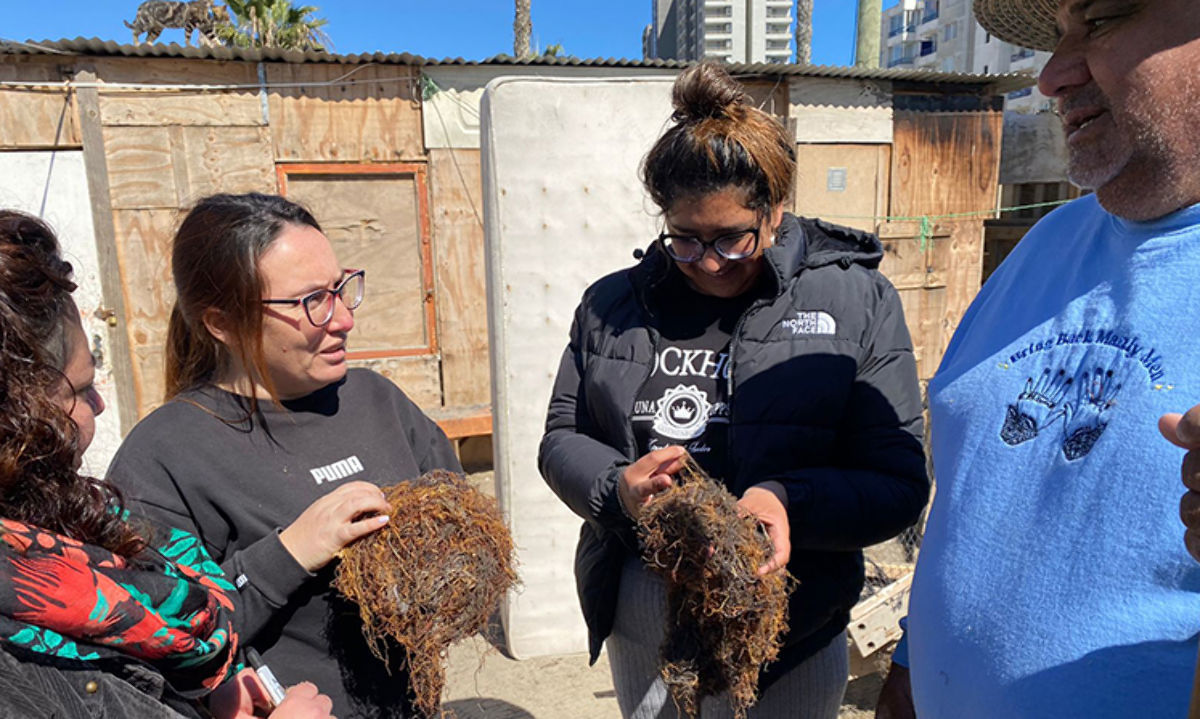 En Coquimbo lanzan proyecto aprovecha residuos de algas para la agricultura