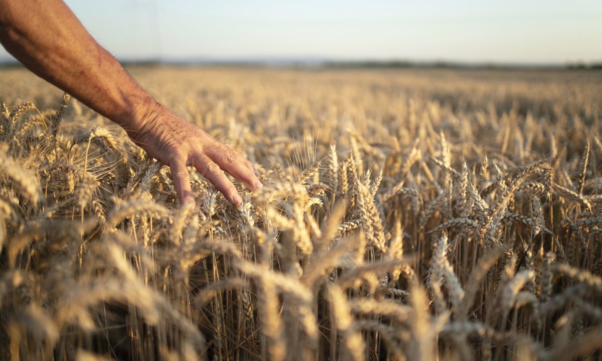 Día de Campo: Variedades y manejo agronómico del trigo