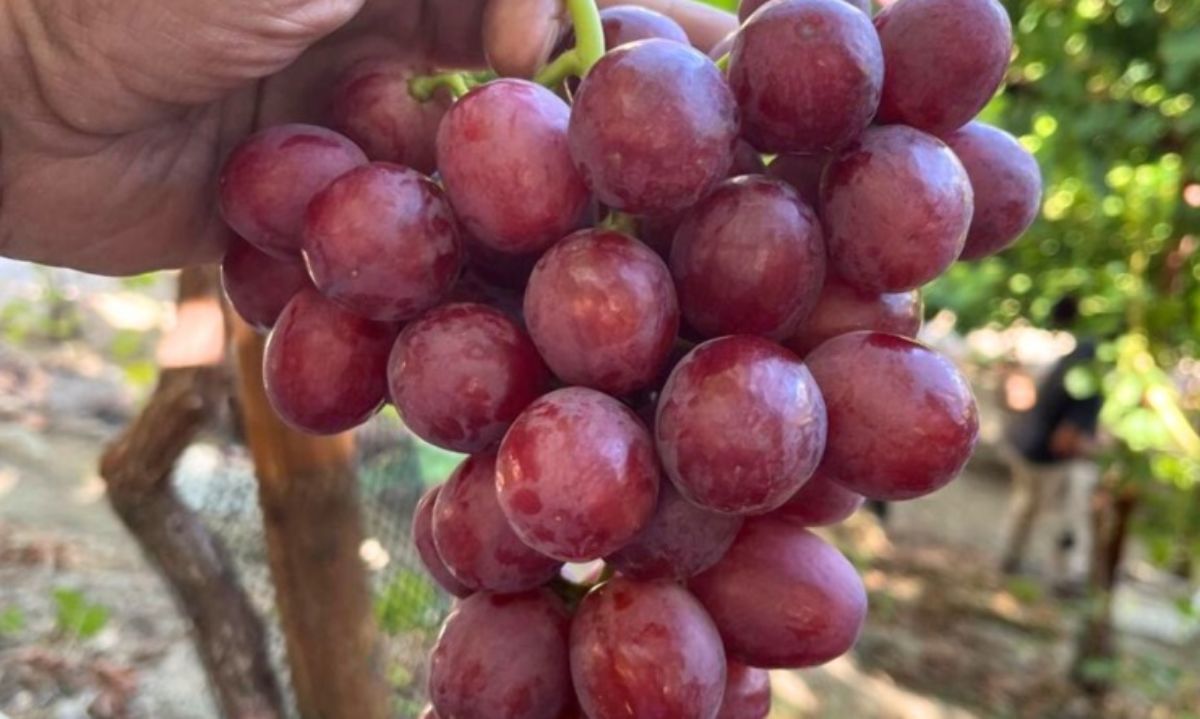 Grapasa: temporada de cosecha de ARRA Passion Fire™ 