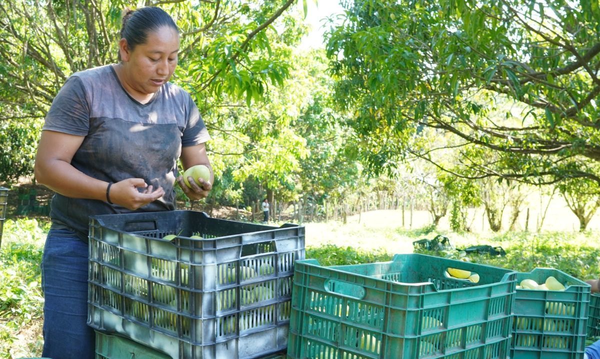 ¿De qué depende la internacionalización del mango mexicano?