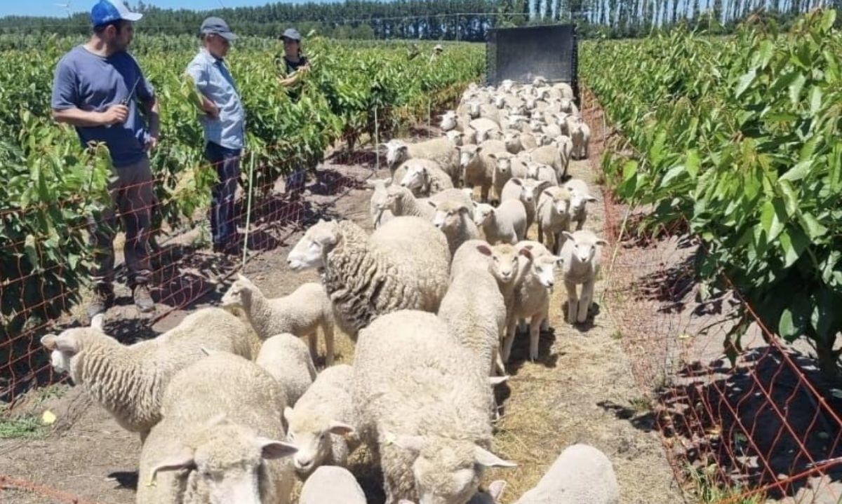Pruebas de manejo ovino para control de malezas en frutales y hortalizas