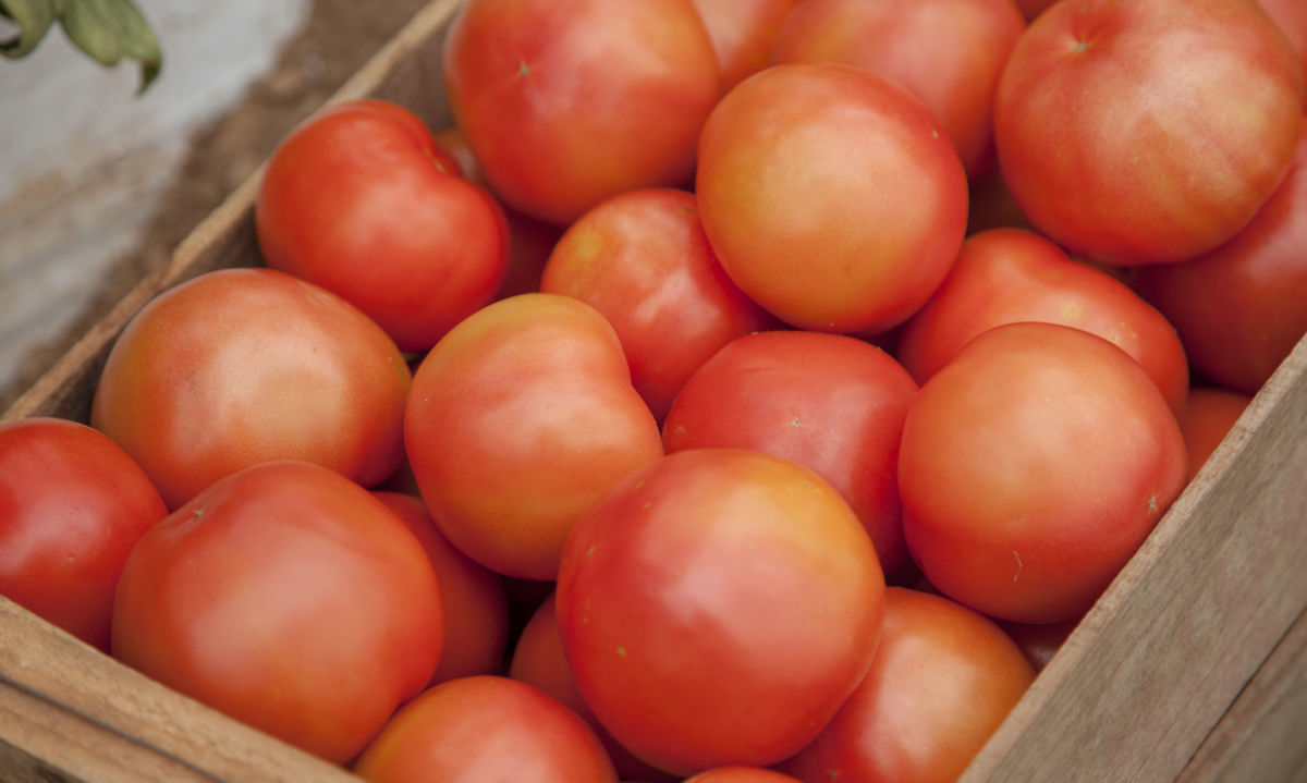 Virus PepMV que afecta a tomates chilenos preocupa frutihorticultores de La Plata