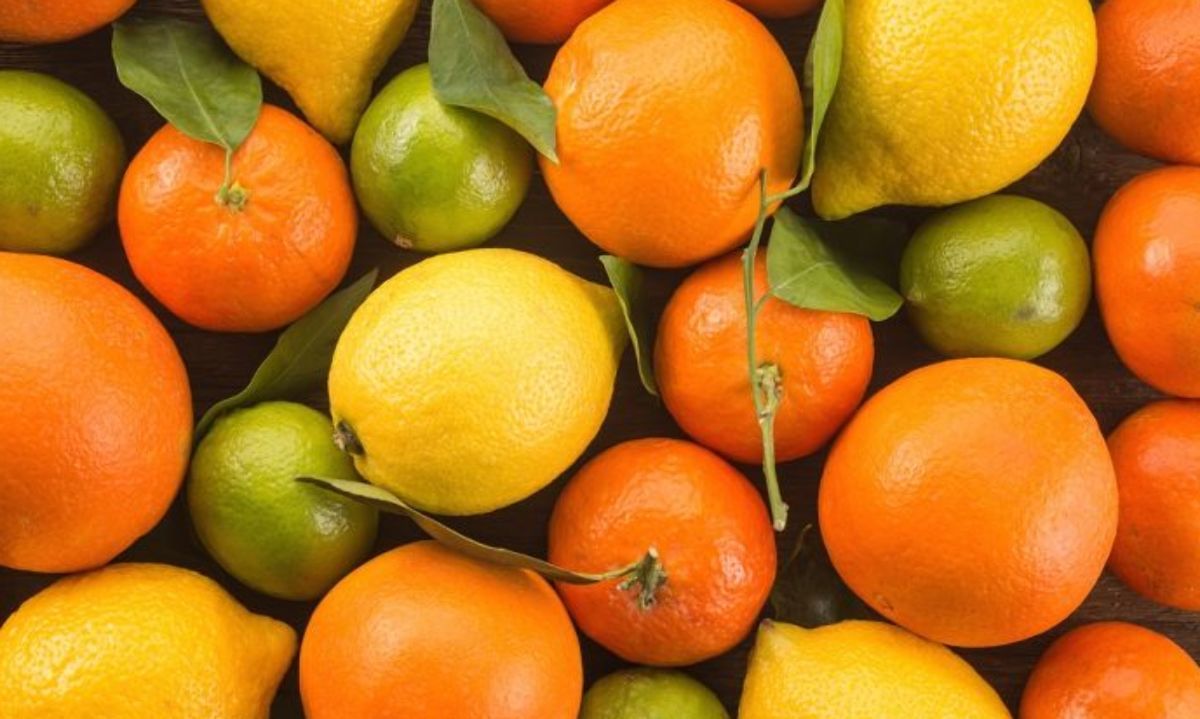 Leve baja en exportaciones de cítricos chilenos esta temporada