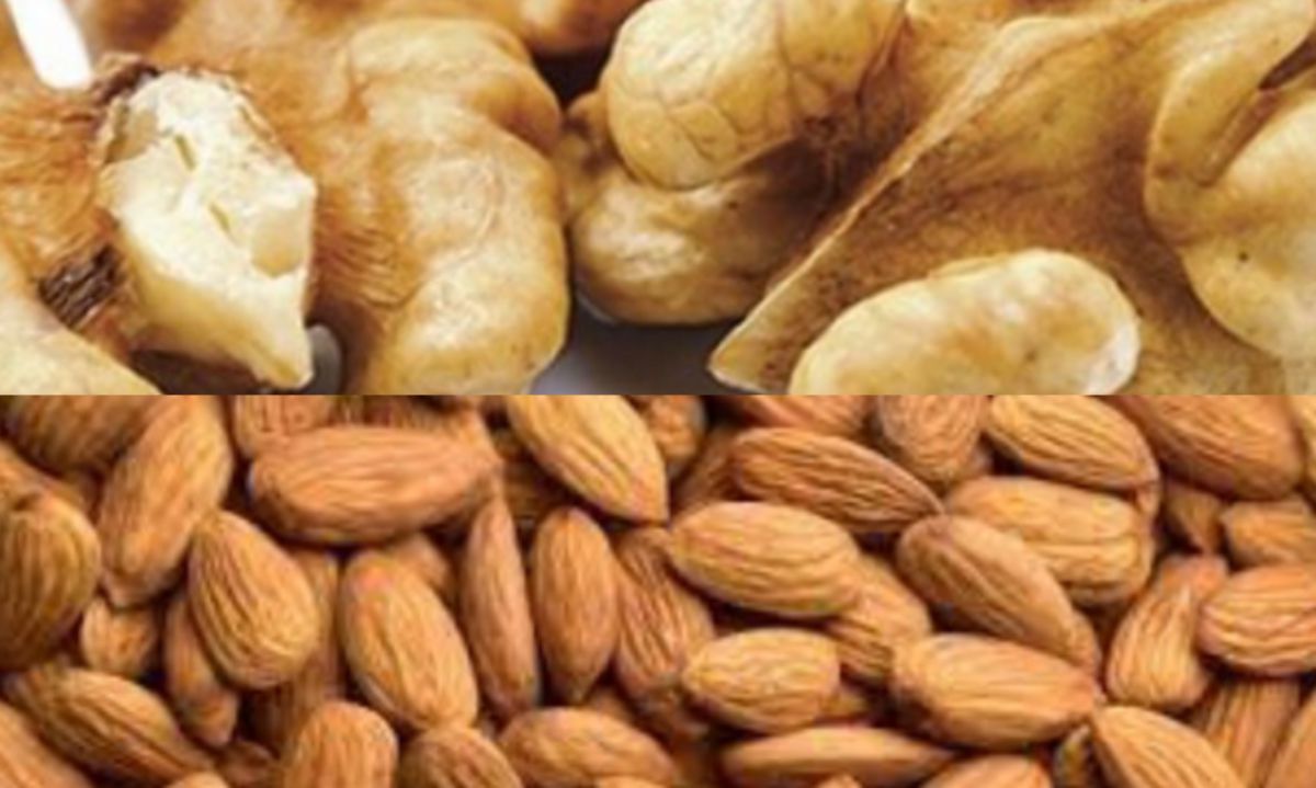 Conoce más del mercado y manejo de los frutos secos chilenos