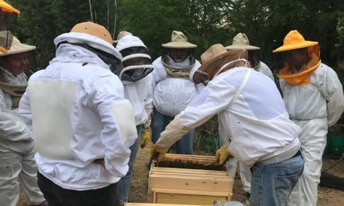 Lanzan manual apícola con claves botánicas para la producción sustentable de miel