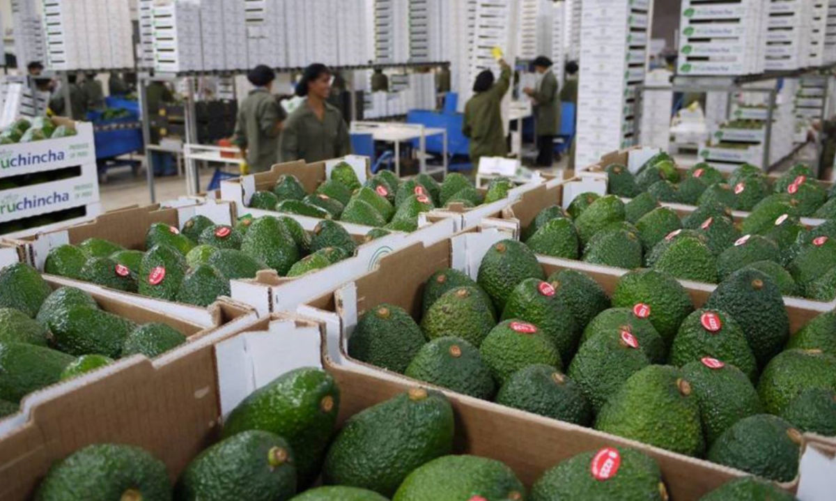 En ComexPerú señalan que hay que diversificar los mercados de la palta