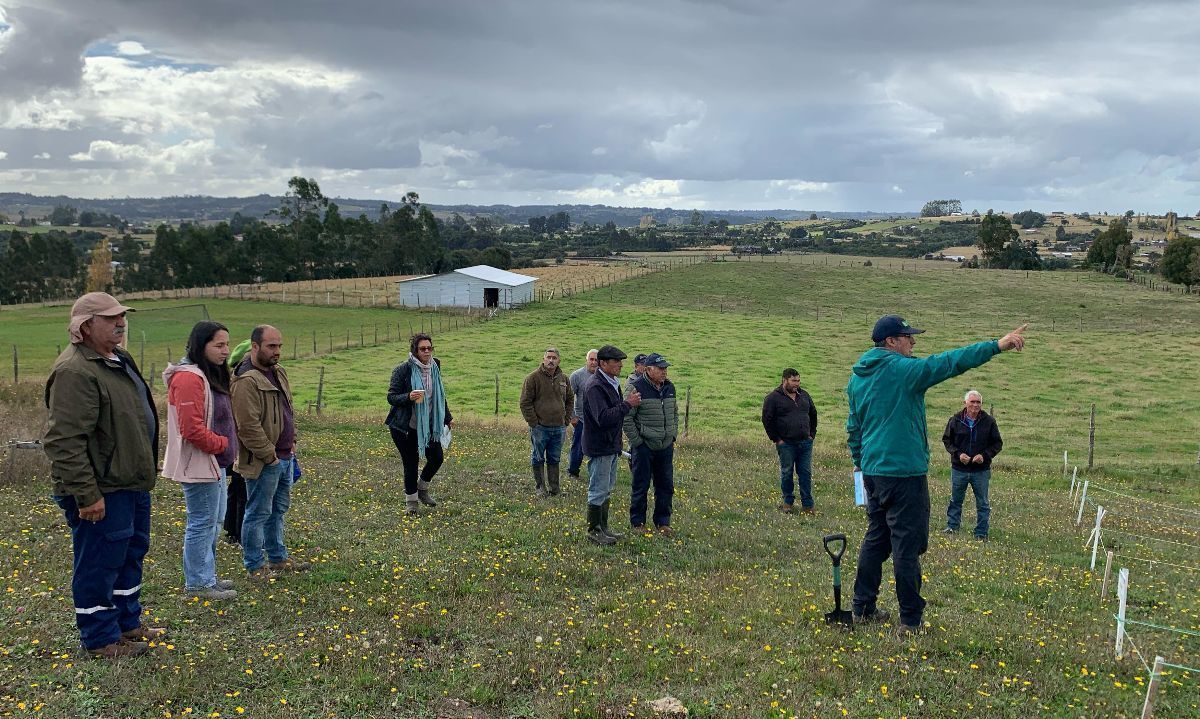 Científicos de INIA trabajan para combatir plaga del gusano blanco en Chiloé