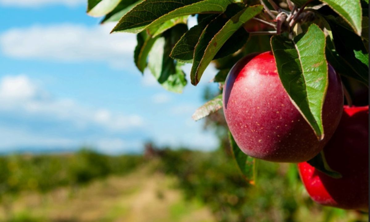 Honeybear Brands anuncia llegada de su cosecha de manzanas de Chile a EEUU